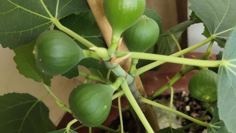 信息技术公司资质认证：哪些材料是关键？**